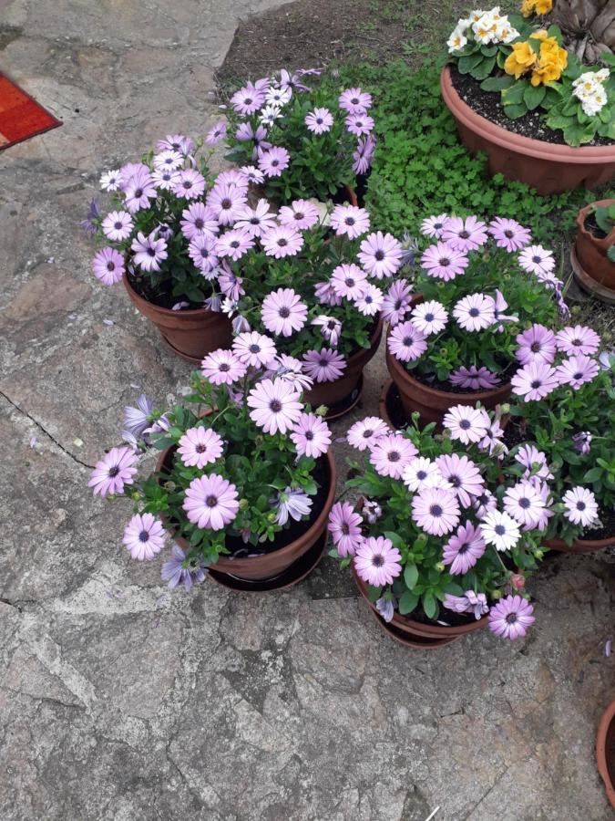 B&B Nuraghes Olbia Dış mekan fotoğraf