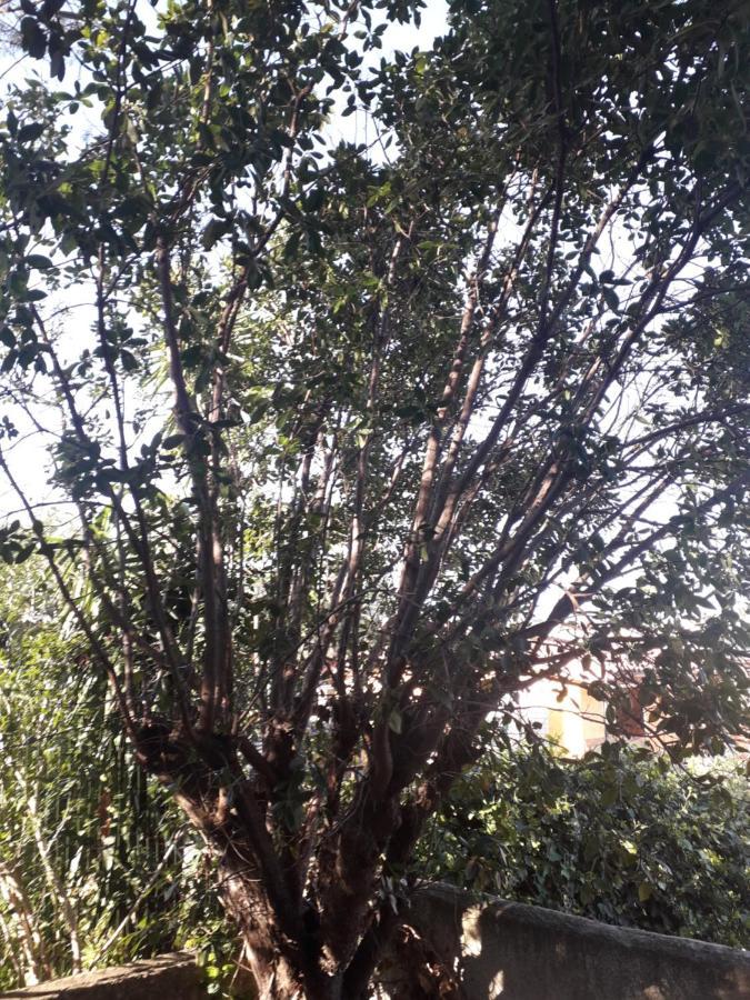 B&B Nuraghes Olbia Dış mekan fotoğraf